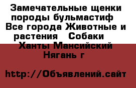 Замечательные щенки породы бульмастиф - Все города Животные и растения » Собаки   . Ханты-Мансийский,Нягань г.